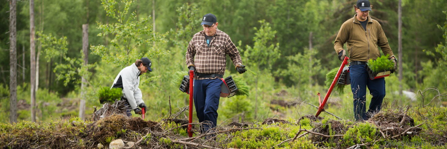 Miško sodintojo darbas Švedijoje